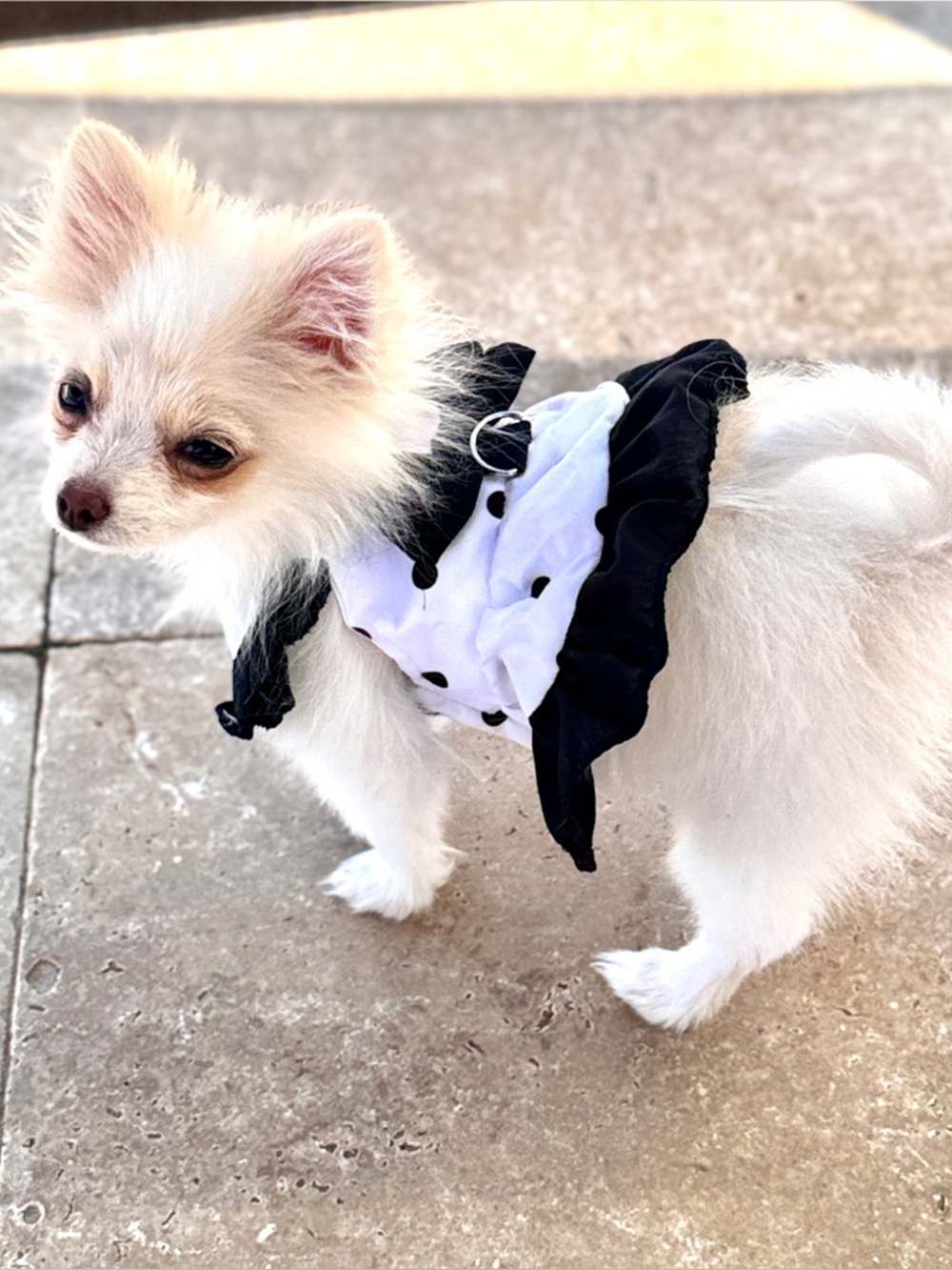 Lot Bundle of XS Extra Small Toy Breed Dog or Cat Puppy Clothes Shirts Tops New - Picture 4 of 5